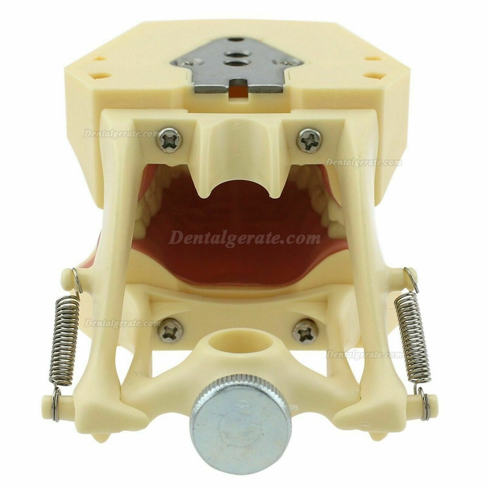 Zahnmodelle Arbeitsmodelle im Artikulator M8014-2 Kompatibler Frasaco AG3